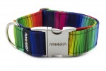 Obojok Rainbow lines
