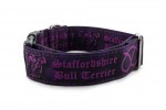 Obojok Staffordshire Bull Terrier Violet