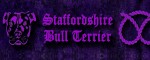 Obojok Staffordshire Bull Terrier Violet