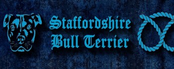 Staffordshire Bull Terrier Blue