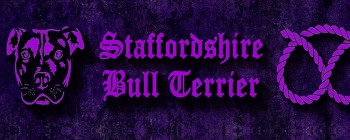 Staffordshire Bull Terrier Violet